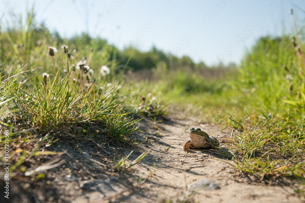 Fototapeta premium green frog sitting on the ground