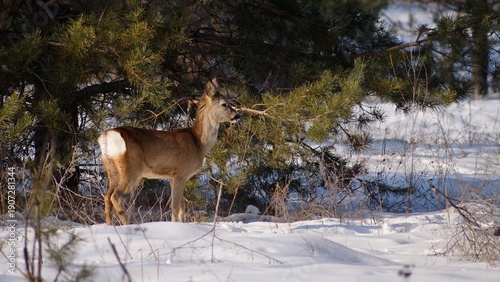 Obraz na plátně European roe deer in a winter forest.