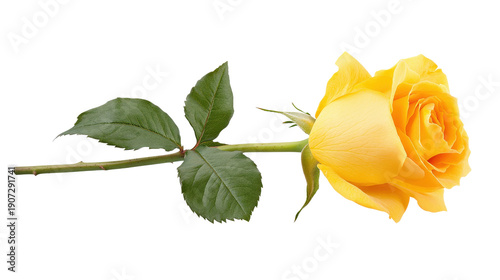 Single yellow rose on long stem with green leaves on transparent background asset