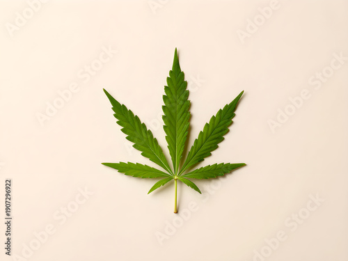 Minimalist studio shot of a green cannabis leaf isolated on a light neutral background.