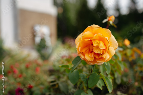 La Villa Cotta orange floribunda rose in garden, close-up of single double flower