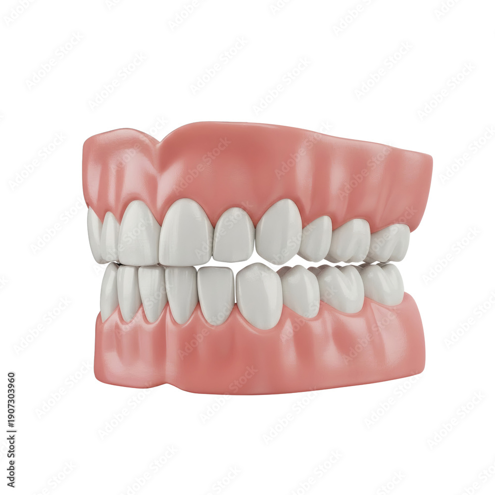 Obraz premium TRANSPARENT BACKGROUND / ISOLATED 3D render of human teeth and gums dental model