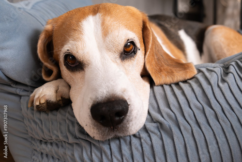 Fotografie Senior beagle close up portrait resting on sofa with calm soulful expression