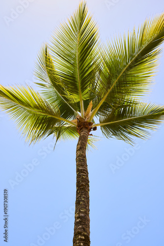 palm tree on blue sky, view from below