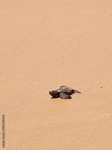 Hatching turtle on sandy beach in Brazil
