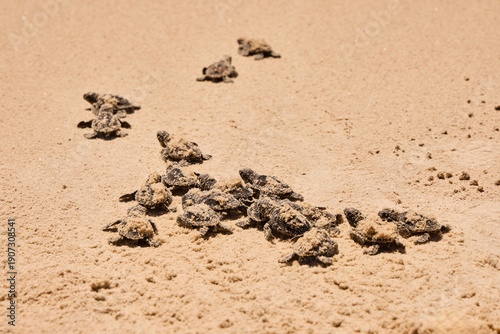 Hatching turtle on sandy beach in Brazil