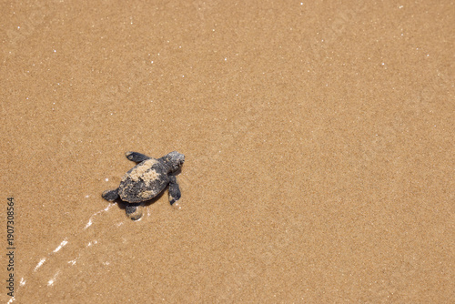 Hatching turtle on sandy beach in Brazil