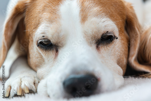 Fotografie Senior beagle close up resting calmly indoors with gentle expression