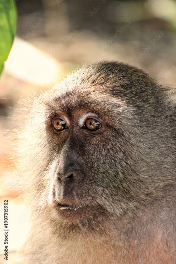 Obraz premium Monkey