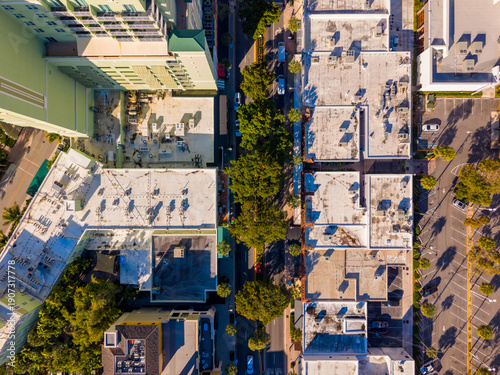 Φωτογραφία Black Olive trees lining Las Olas Boulevard in Fort Lauderdale 2026