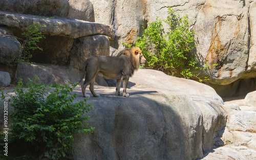 Fotografia Male African Lion on a rock exhibit at the a zoo.