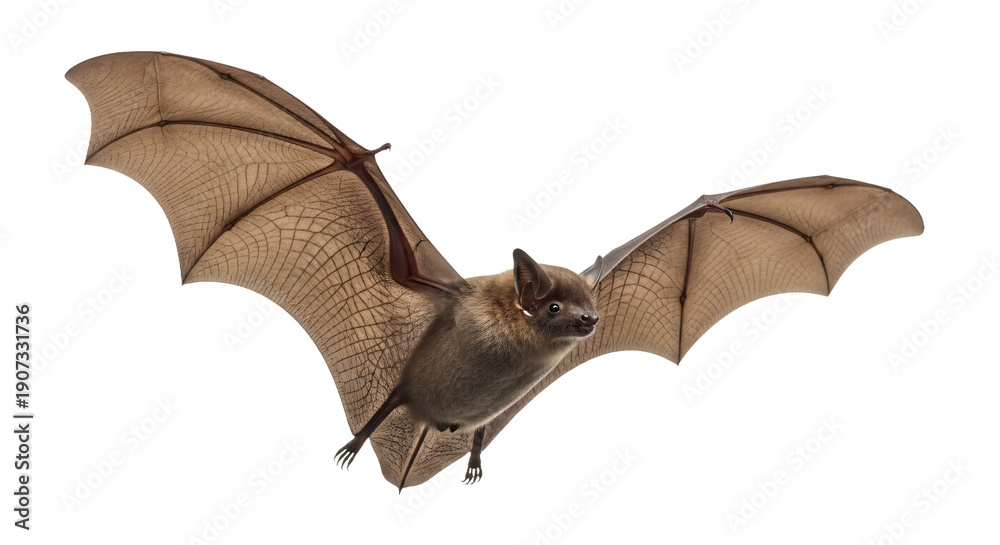Obraz premium Bat in flight with wings spread wide, detailed wing membranes, isolated on transparent background