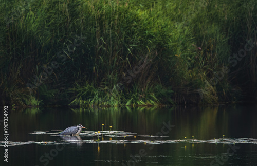 Fotografia Lake Federsee With A Grey Heron (Ardea Cinerea)