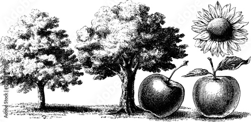 Vintage botanical allegory of the four seasons in hand drawn engraving