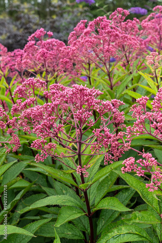 Obraz premium Cluster of tall pink flowers growing in lush green garden