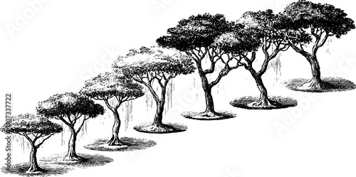 Hail falling motion diagram in vintage botanical engraving style for educational use