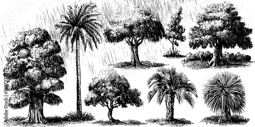 Tropical trees in heavy rainstorm vintage botanical engraving for design and decor