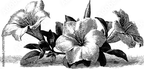 Vintage botanical engraving of blossoming flowers - emotion and discovery