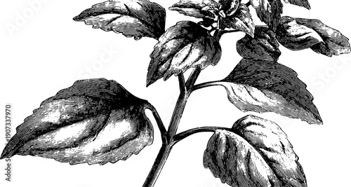 Vintage botanical engraving of plant capturing human emotion and lightness