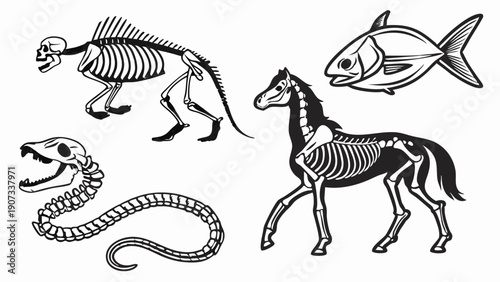 Diverse Animal Skeletons Illustration for Science Education Biology Textbook Veterinary Website Design