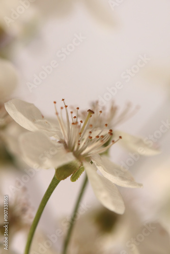 Принти на полотні Smoke close-up selective soft focus cream white blooming cherry Flower branch