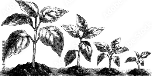 Botanical life cycle illustration of plant growth for educational design