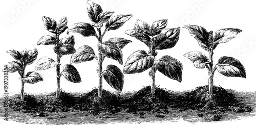 Vintage botanical engraving of plant growth stages for educational design