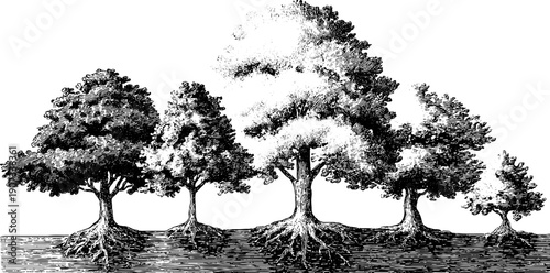 Vintage botanical engraving of seasonal tree life cycle for educational design