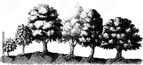 Botanical life cycle of trees in seasonal development sketch for design