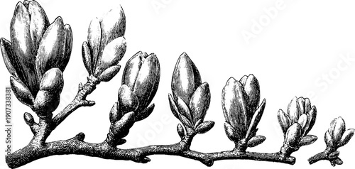 Early spring growth shoots in vintage botanical design for nature illustration
