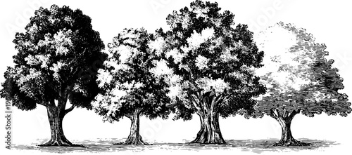 Vintage botanical illustration of monthly nature cycle harmony for design and decor