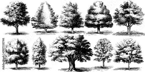 Vintage botanical sketch of seasonal trees illustrating nature's monthly cycle for design and decoration