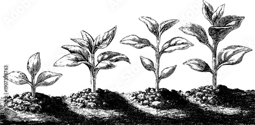 Study of plant growth stages in vintage botanical illustration