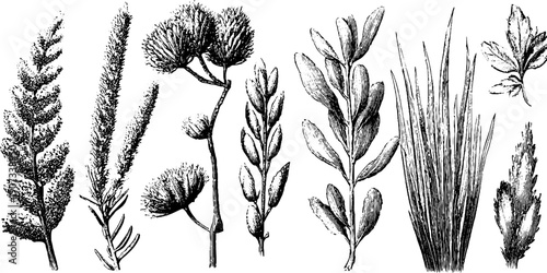 Vintage botanical art print series featuring monthly nature cycles