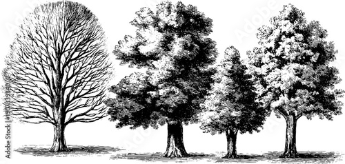 November nature cycle: vintage botanical tree engravings for design