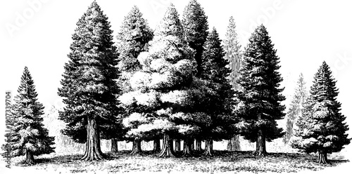 Timeless serenity of vintage botanical forest engraving in tranquil ritual atmosphere