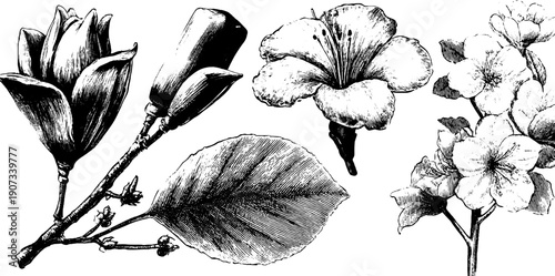 Botanical engraving of vintage floral ritual objects for educational design