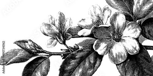 Vintage botanical art print of seasonal allegory with engraved floral sketch