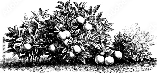 Vintage botanical allegory with seasonal elements for art print and decoration