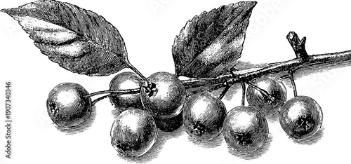Vintage botanical sketch of berry branch for educational and seasonal celebrations