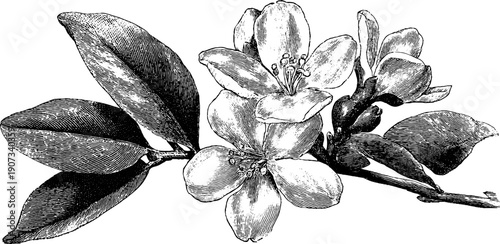 Vintage botanical illustration of blossoming branch for seasonal celebration design