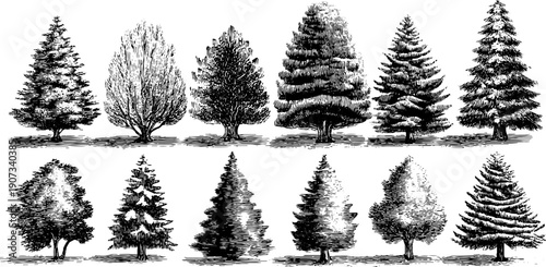 Vintage botanical sketch of seasonal trees for celebration design