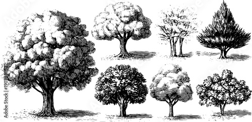 Vintage botanical engraving of trees in seasonal transition from spring to summer
