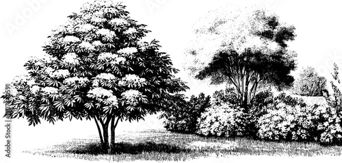 Vintage botanical engraving of seasonal trees and shrubs for educational design