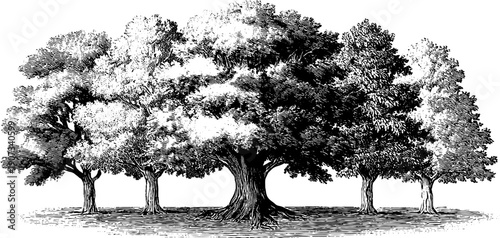 Vintage botanical engraving of seasonal trees allegory for educational use