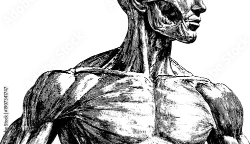 Vintage sketch of human proportions and botanical elements