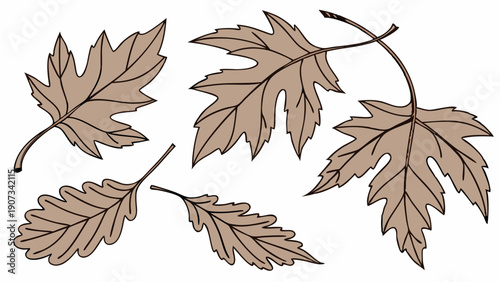 Falling Autumn Oak Leaves Scatter Isolated on White Background for Seasonal Design Projects and Fall Decor