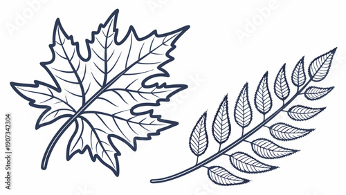 Maple and Fern Leaf Outline Icons for Autumnal Design Projects Nature Education Seasonal Decoration Graphics