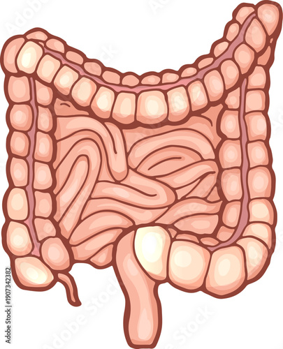 Intestine illustration. Cartoon biology icon. Human anatomy