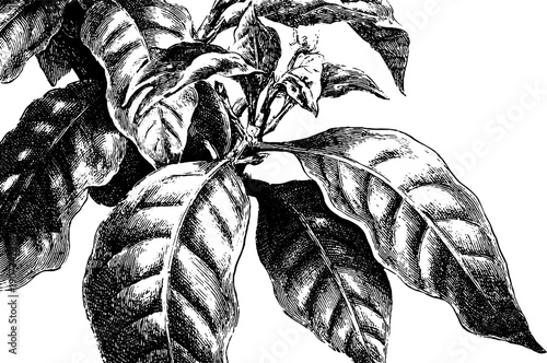 Minimal botanical composition with vintage engraving style for design projects